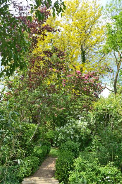 Aubépine et févier 2024 Crataegus laevigata 'Paul's Scarlet' sur fond de Gleditsia triacanthos 'Sunburst' . En bas un Choysia 'Aztek pearl'