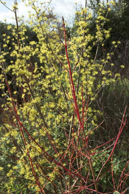 Deux cornouillers c'est vraiment le début du printemps : Cornus officinalis est en fleur au début du mois de mars alors que Cornus sanguinea 'Winterflame' a encore son bois...