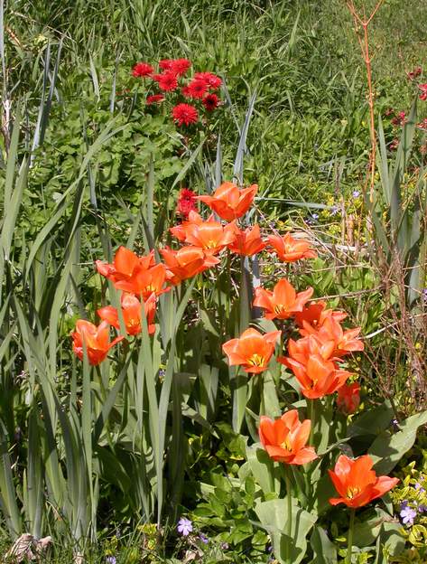tulipes et anemones En juillet, ce sont les tulipes