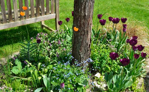 Tulipes et pavots Une tulipe violette qui s'est multipliée dans ce coin, un pavot hybride qui se resème, et pleins de couvre-sols pour éviter le chiendent.