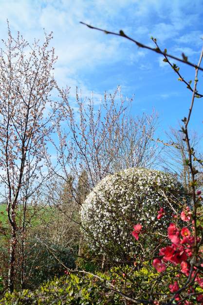 mahonia, prunier et cognassier rose 2015 Par rapport à la photo précédente, les prunus se sont développés en hauteur, le cognassier en largeur, le prunier en ovale et le mahonia sont taillés et n'ont...