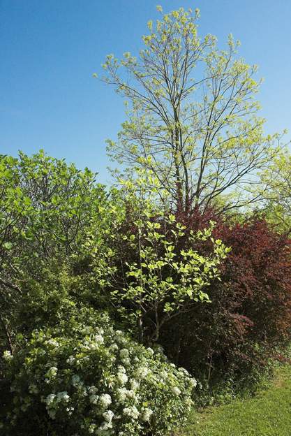 melange detonnant Un effet de violents contrastes dans le jardin : le choysia doré (Choysia ternata 'Sundance') couvert de fleurs blanches et de petites feuilles dorées s'appuie...
