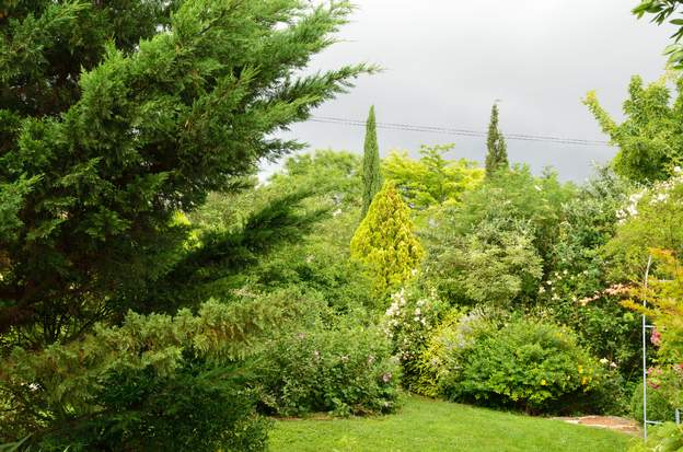 2017 06 Lors des visites au jardin, le ciel orageux met bien en valeur le doré des arbres.