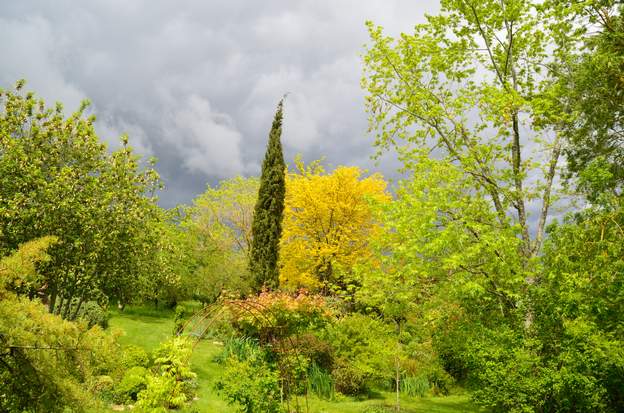 arbres Le soleil brille sur les arbres (un peu !) sur fond de nuages très noirs qui arrivent porteurs de pluie.