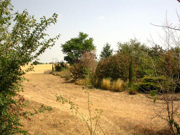 2003 : La plate-bande ouest L'herbe (chiendent) est complètement sèche. Elle semble morte mais repartira au printemps.