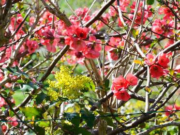 jaune et rouge