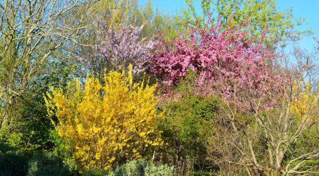 Forsythia, pommier et arbre de Judée 2019 03