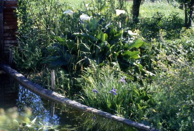 1994 05 Arum, Iris, des plantes d'eau en général pour peupler la source en attendant que les arbres poussent.