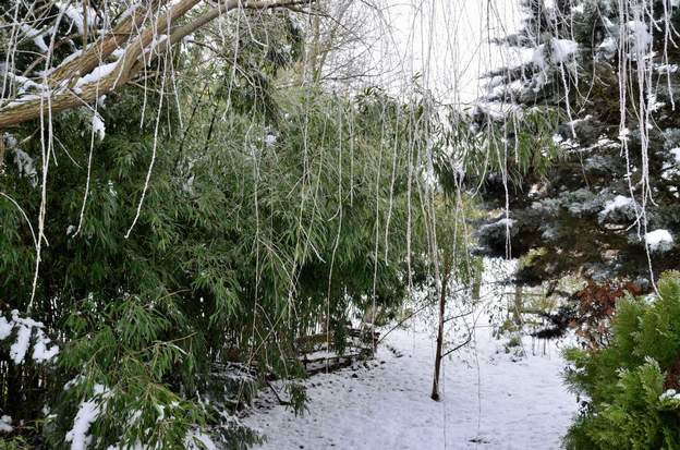 2015 02 Neige collante suivi d'un bon gel à -6 pendant la nuit. Les bambous se couchent, les branches du saule sont couvertes de givre.