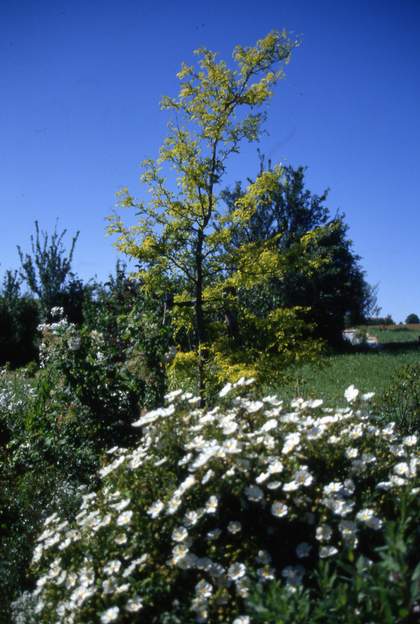 1994 05 1 Un ciste blanc (qui va mourir, il ne supporte pas le terrain trop humide en hiver et trop sec en été) devant le févier doré.