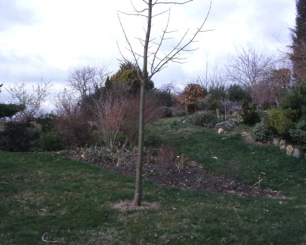 2002 03 Donc il faut bien agrandir. L'arbre est un érable pseudoplatanus qui vient du jardin de ma mère dans la région parisienne. On a beaucoup planté dans le jardin...