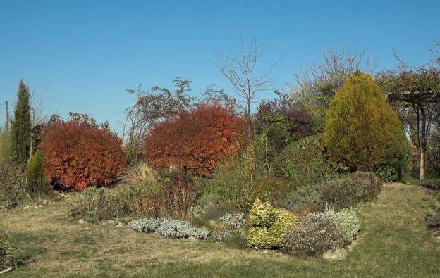 2007 11 les couleurs d'automne en contraste entre les conifères et les buissons, j'aime bien