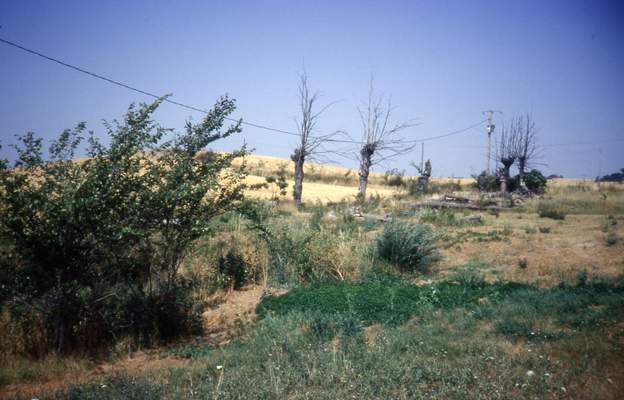 1989 07 Quand nous sommes arrivés, un champs de ronce, des arbres morts, de l'herbe parfois.