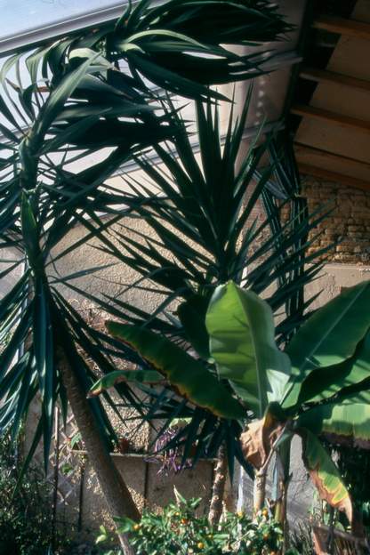 1998 05 Le yucca atteint le toit et commence à le pousser, non non ! le bananier ne survivra pas longtemps. Le cierge du fond plie contre le toit.