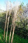 bambous (8).JPG, janv. 2023