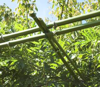 Bricolages spéciaux pour les glycines. Les glycines sont toutes taillées et palissées. Nous employons différentes techniques, mises au point peu à peu. Les...