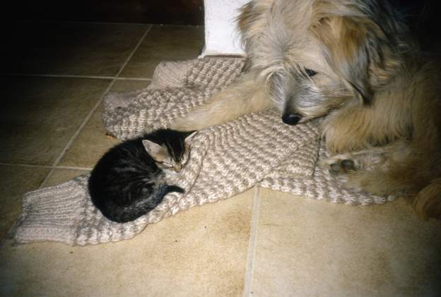 1987 Flocon et Zamande Flocon la chienne labrit et Zamande la chatte.