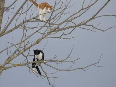 Escalade L'escalade en courant c'est super, parfois la descente est problèmatique. Avec nous les miaulements déchirants ne...