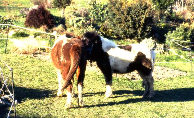 Retraités, 1996 Polly et Juana sont deux poneys retraités qui viennent du club où montaient les filles.