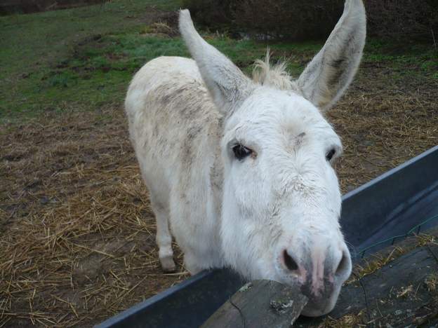 Cadichon Cadichon, l'âne de notre voisin, se sauve parfois et vient chez nous. Il aime piller la grange, en particulier les granulés d'Olympie.