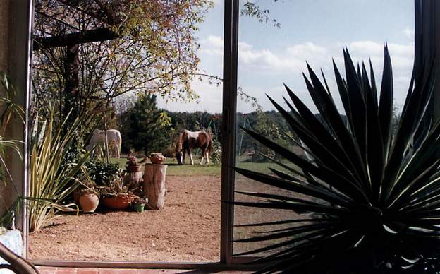 Les poneys vus de la serre Les poneys en liberté vus à travers l'entrée de la serre. Photo de 2003.