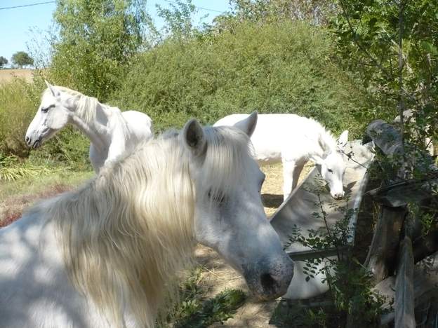 les visiteurs Dans sa fuite Cadichon entraîne souvent le cheval blanc du voisin. Je ne sais pas son nom (au cheval). On met le tout chez Olympie, ça se passe bien. Le cheval...