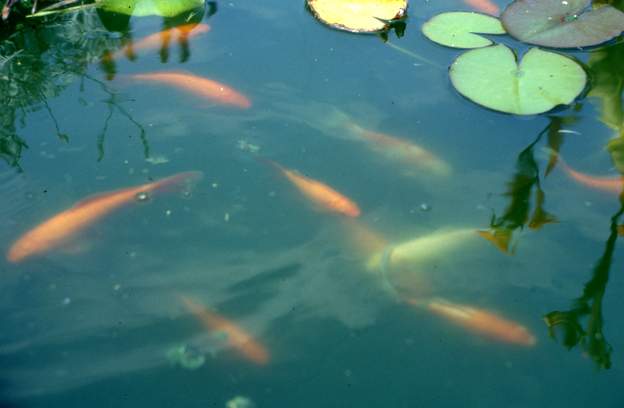 1991 06 Dans le bassin central, des poissons rouges et même une carpe Koï. Cette dernière est trop visible, elle ne résistera pas aux hérons du lac qui viennent...
