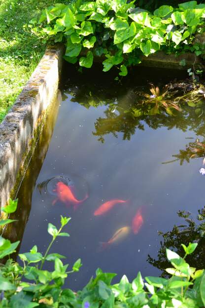 2026 04 Le dernier ôtre est mort, on monte alors les 4 dans le bassin central, afin que, peut-être, les grenouilles puissent se reproduire ici.