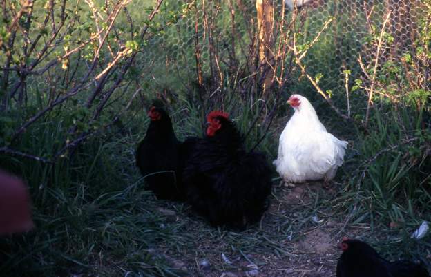 1999 Bantham de Pékin Ces poules sont magnifiques, mais elles craignent l'herbe mouillée et le froid. Pour un élevage en liberté, ce sont des conditions bien trop complexes.