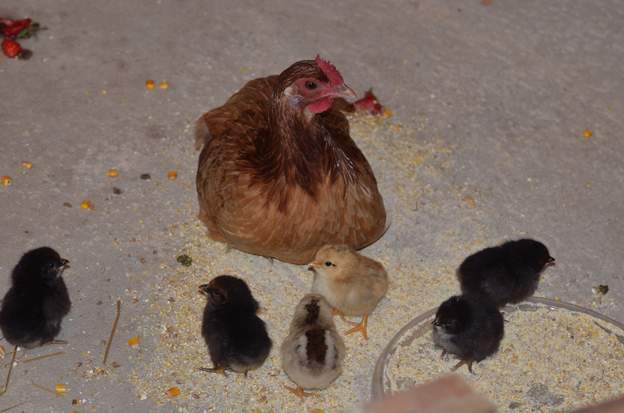 2014 05 nouveaux La poule marron s'est planquée pendant 21 jours, et on l'a soudain vu avec 9 poussins, qu'on a récupérés pour les mettre à labri dans le garage !