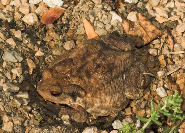 Crapaud fin septembre, en arrangeant une bordure, que ne trouve-t-on pas sous un gros rocher ? le rocher avait un trou qui créait une chambre entre le sol et le plafond...