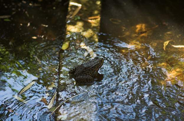 Buffo spinosus 2011 Le crapeau.