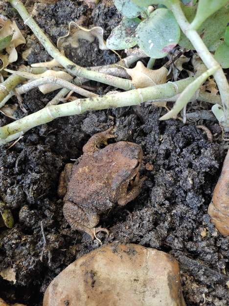 Buffo spinosus 2022 En refaisant le sol de la serre, que ne voit-on pas ? eh oui, un crapaud caché dans le sol. Ça faisait des années qu'on n'en avait pas vu un !