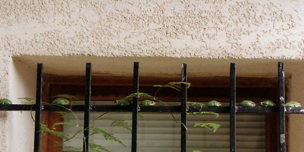 Hyla meridionalis 2003 Quand le soleil brille, les grenouilles de la serre se mettent à chauffer. En été, elles quittent la maison et s'en vont au lac, pour revenir en automne.