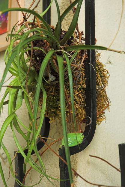 Hyla meridionalis 2006 03 Les rainettes de la serre sortent quand il fait beau. Celle-ci, cachée sous la plante, reste là pendant des heures, jusqu'à ce que le froid nocturne vienne,...