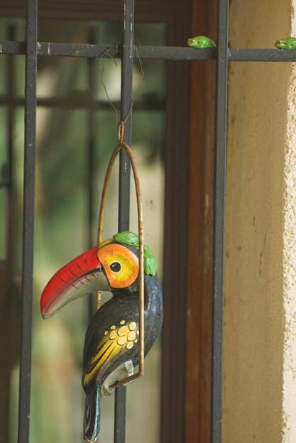 Hyla meridionalis 2012 Elles sont marrantes à prendre le soleil en mars. Le mois suivant, elles seront parties !