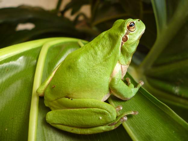 Hyla meridionalis 2014 rainette méridionale
