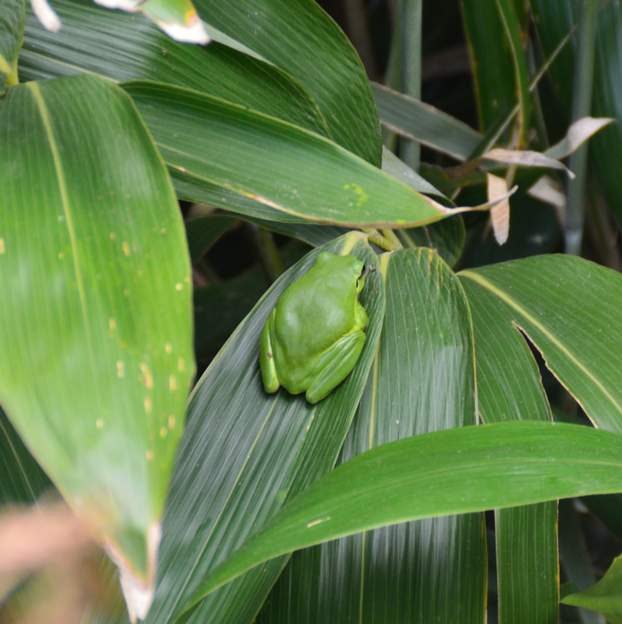 Hyla meridionalis 2015 On ne savait pas où elles allaient en été, et ce lundi 19 mai, un rayon de soleil (rarissime cette année) les incite à se mettre à chauffer comme dans la serre,...