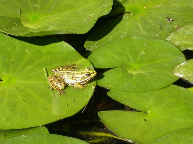 Pelophylax kl. esculentus 2005 C'est ce que l'on appelle communément une Grenouille verte . Ce nom vernaculaire peut désigner plusieurs espèces différentes, mais ici elle est facile à...