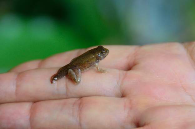 presque grenouille 2022 06 Têtard récupéré dans le bassin, on l'a mise dans l'aquarium et quand il a eu 4 pattes on le met dans le basin de la serre.