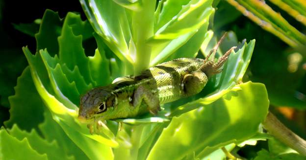 Lacerta bilineata juvénile 2020 07 Un jeune lézard vert.