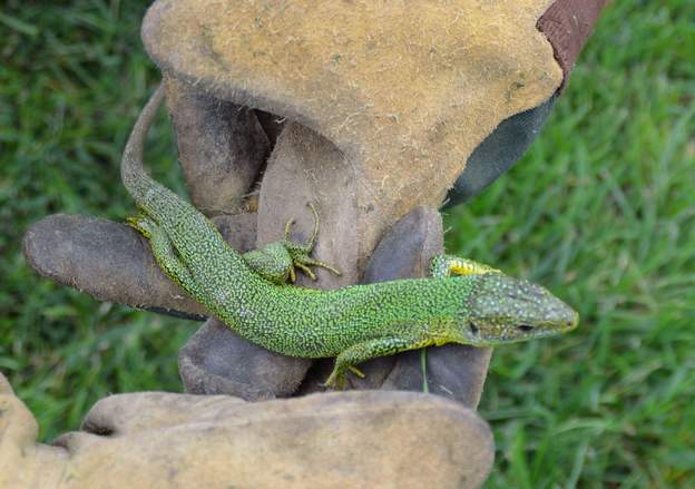 Lacerta bilineata male Le lézard vert, un mâle bien vert ici. Sorti, vivant, de la gueule d'un des chats.