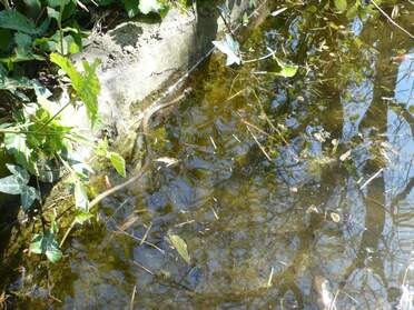 Serpents et autres reptiles