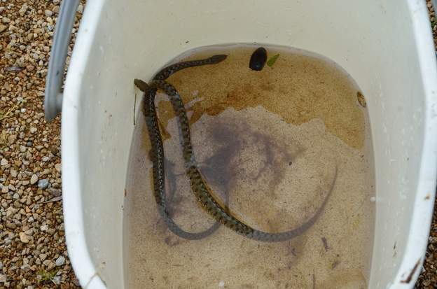 Couleuvres vipérines 2020 04 Deux petites couleuvres vipérines dans les bassins du haut. Martine les a capturées, et on les a relachées dans le lac en bas. Histoire qu'elles ne bouffent pas...