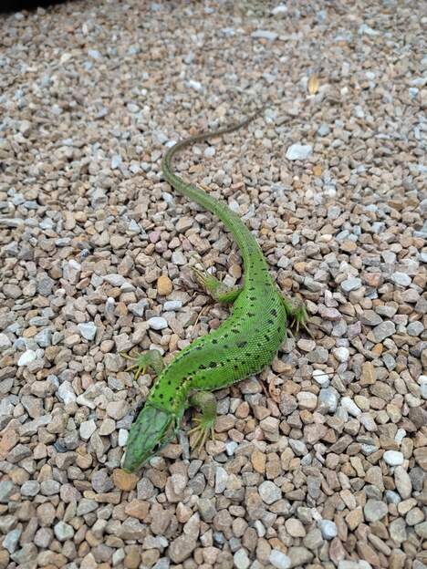 Lacerta bilineatta femelle (1) Une femelle prête à pondre