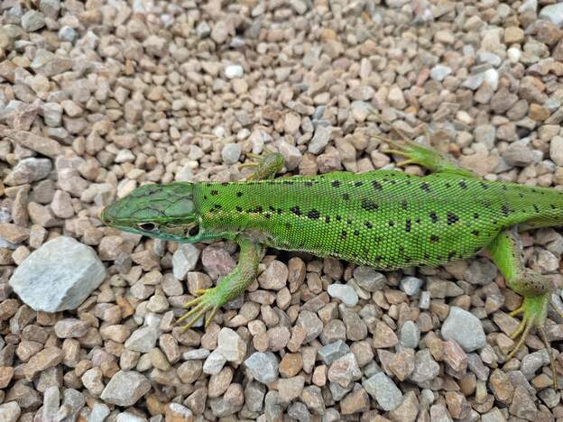 Lacerta bilineatta femelle (2)