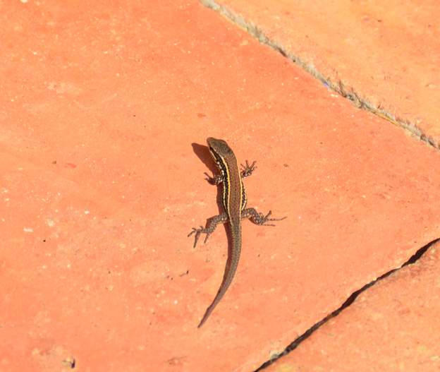 Podarcis muralis 2013 07 le lézard des murailles