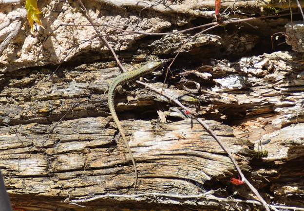 Podarcis muralis 2016 03