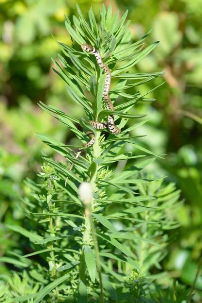 couleuvre à collier 2017 05 (1)