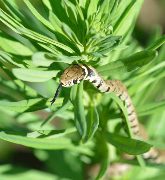 couleuvre à collier 2017 05 (2)
